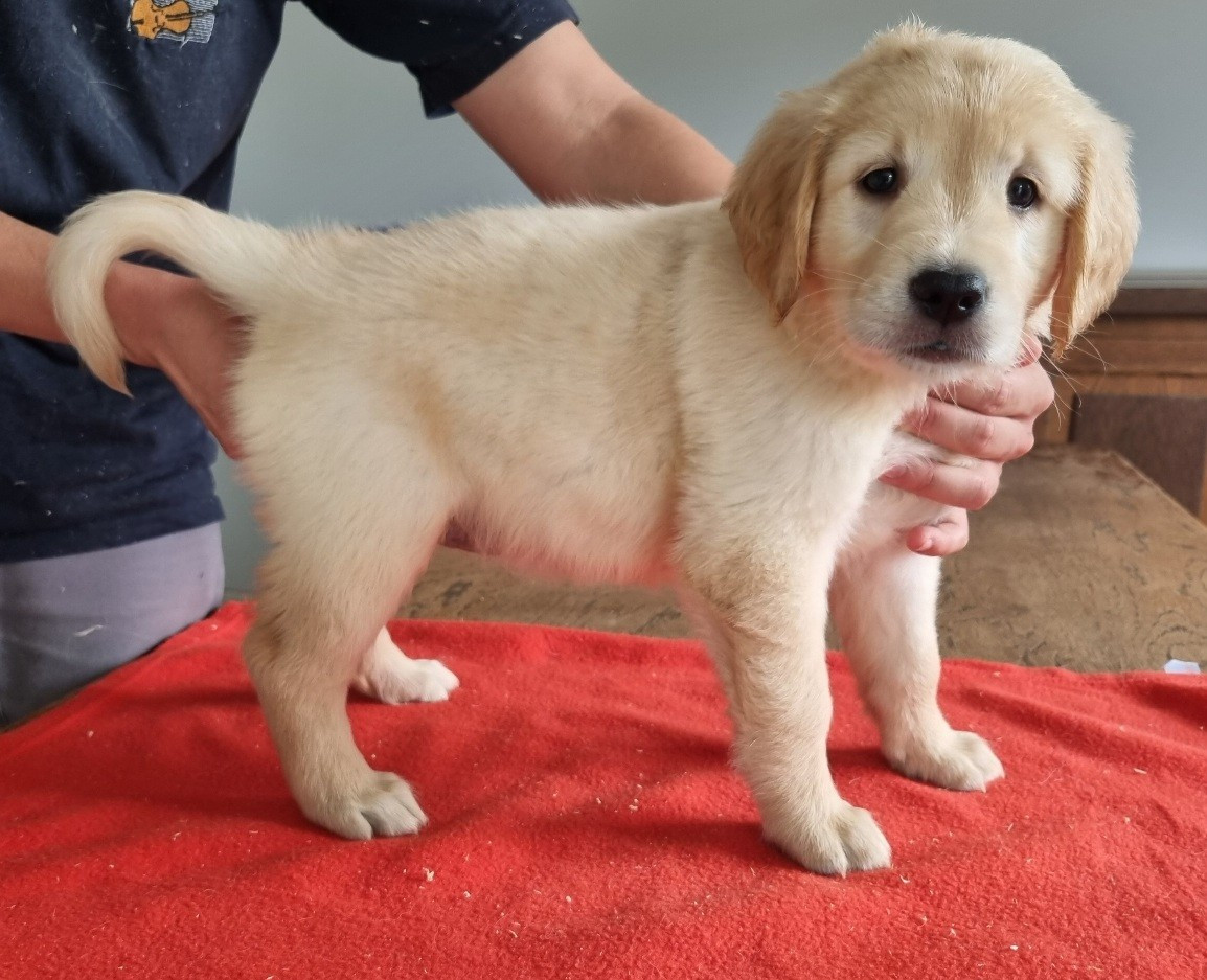 des hirondelles du voyage - Chiots disponibles - Golden Retriever