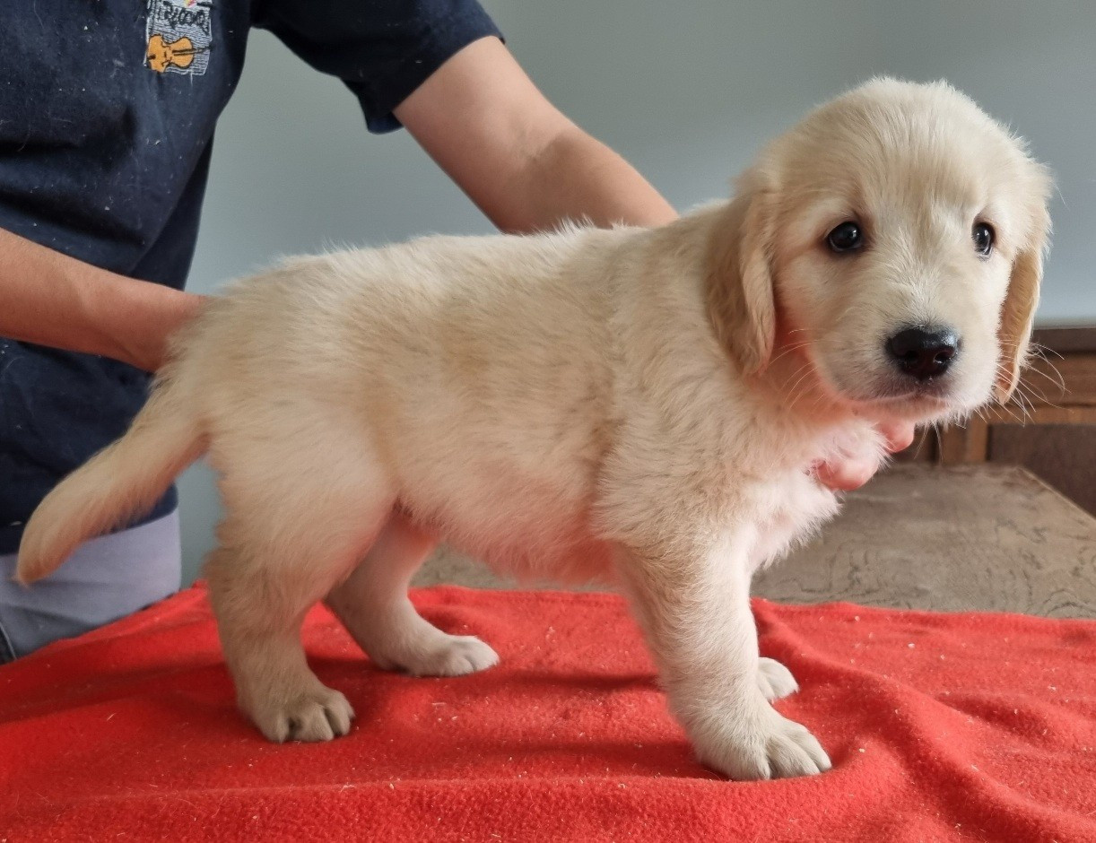 des hirondelles du voyage - Chiots disponibles - Golden Retriever