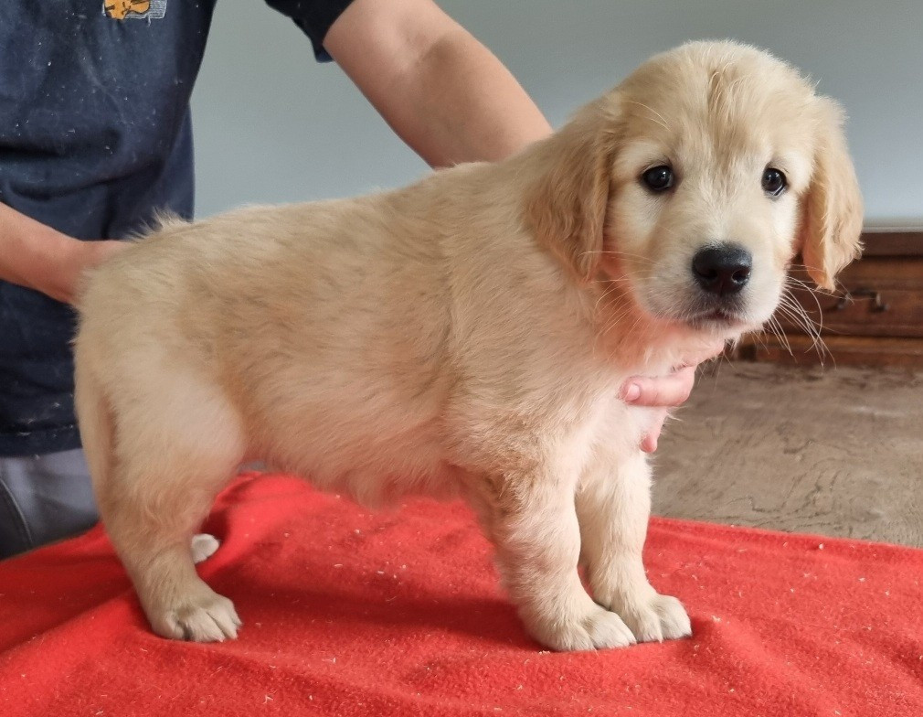 des hirondelles du voyage - Chiots disponibles - Golden Retriever