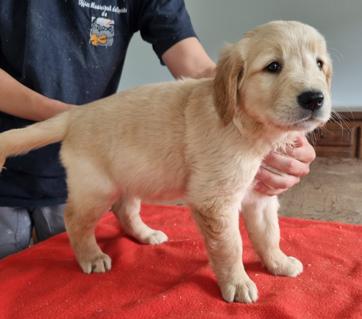 des hirondelles du voyage - Chiots disponibles - Golden Retriever