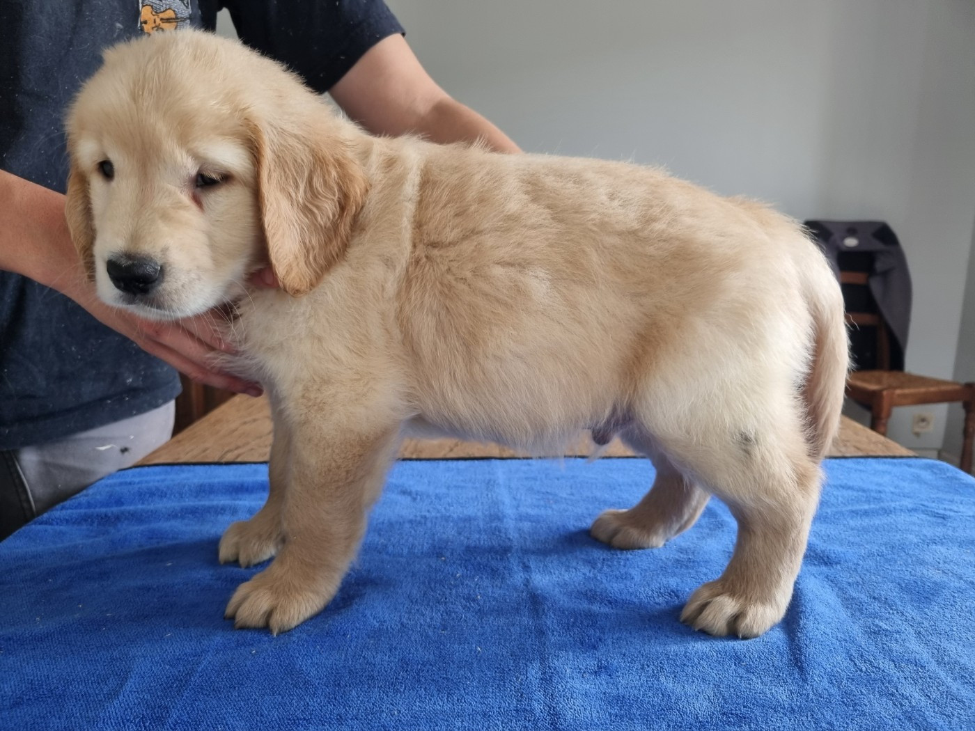 des hirondelles du voyage - Chiots disponibles - Golden Retriever
