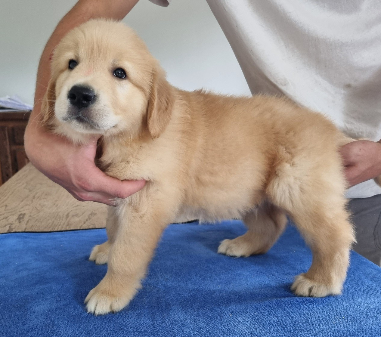 des hirondelles du voyage - Chiots disponibles - Golden Retriever