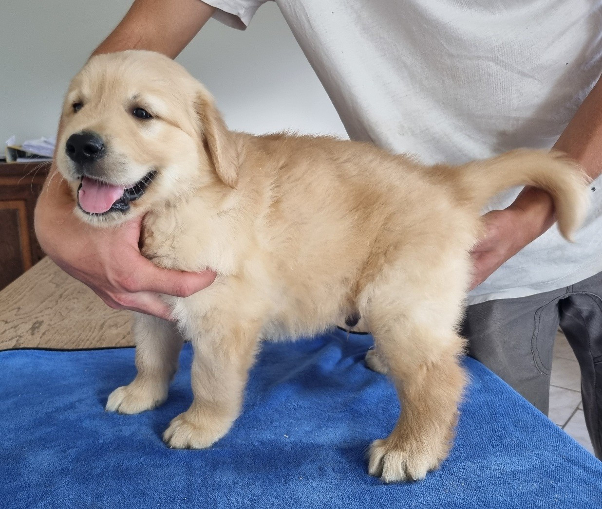 des hirondelles du voyage - Chiots disponibles - Golden Retriever
