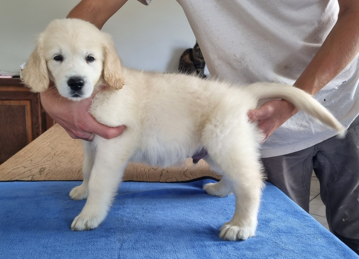 des hirondelles du voyage - Chiots disponibles - Golden Retriever
