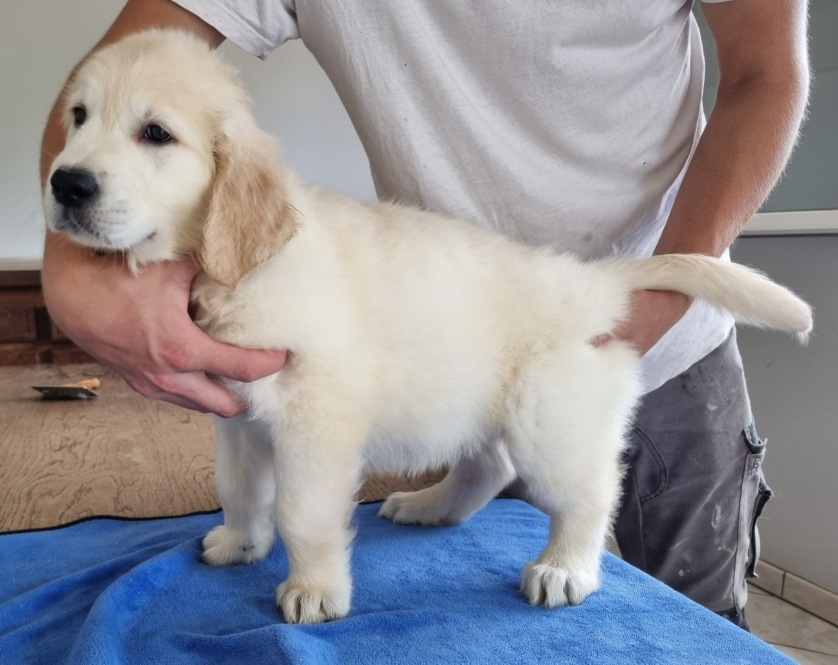 des hirondelles du voyage - Chiots disponibles - Golden Retriever