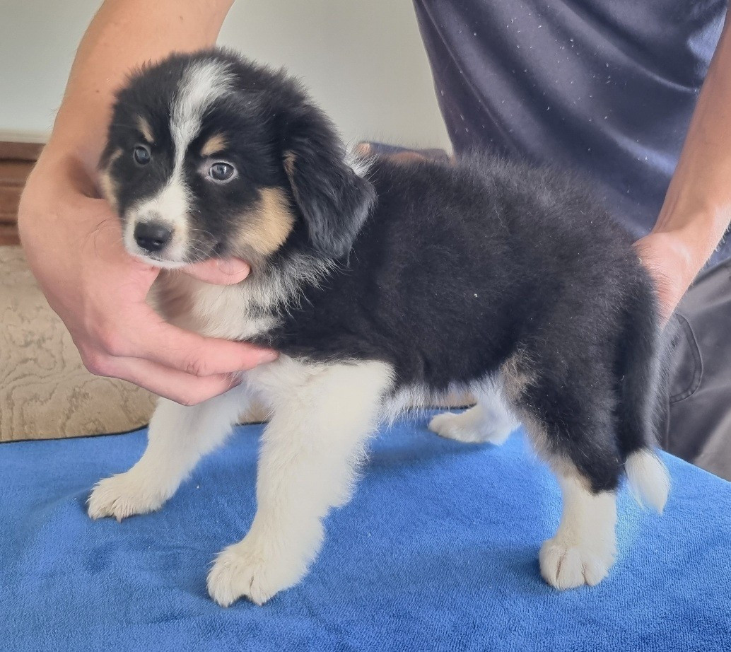 des hirondelles du voyage - Chiots disponibles - Berger Américain Miniature 