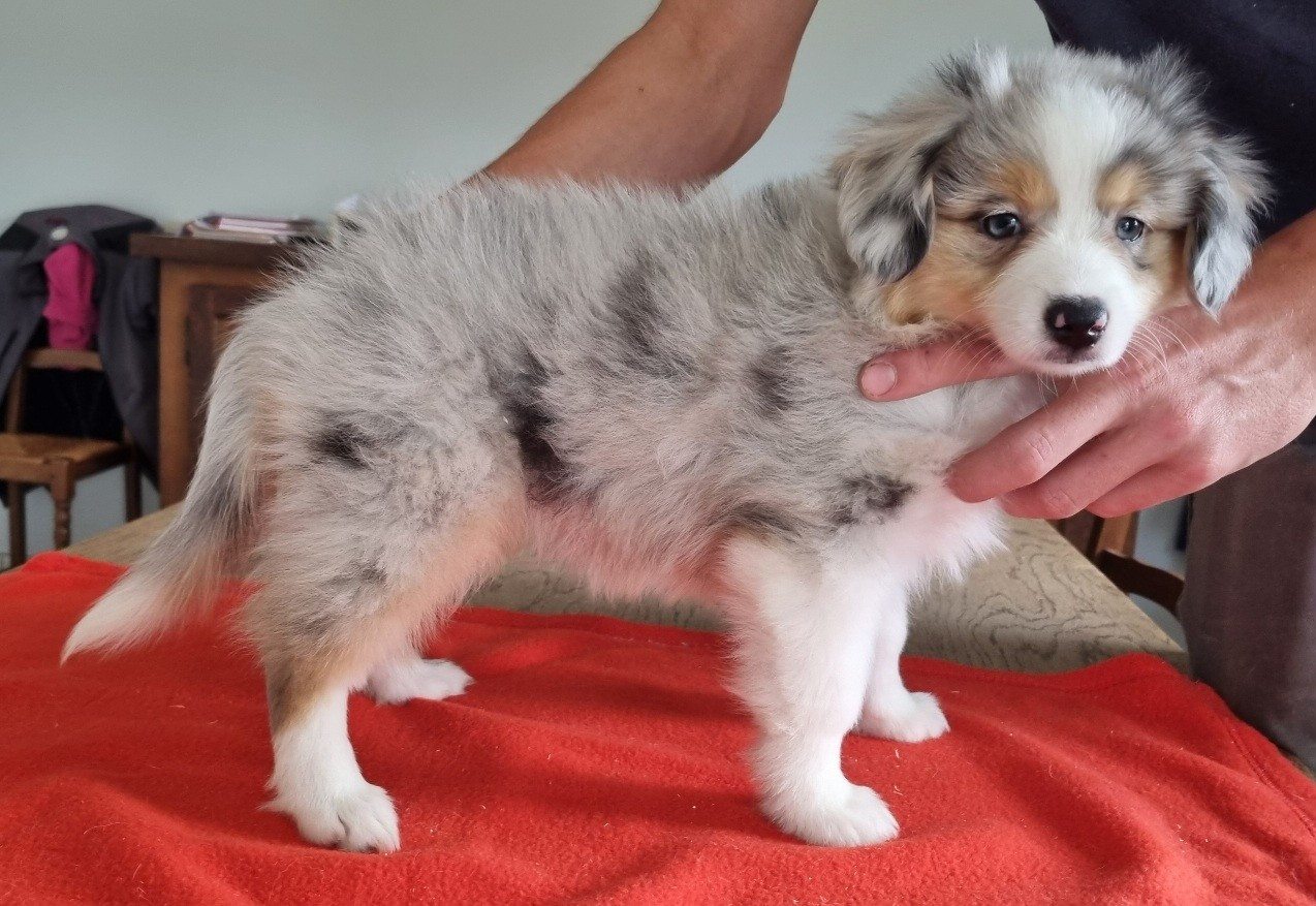 des hirondelles du voyage - Chiots disponibles - Berger Américain Miniature 