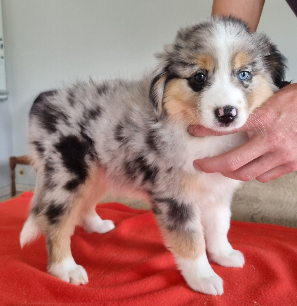 des hirondelles du voyage - Chiots disponibles - Berger Américain Miniature 