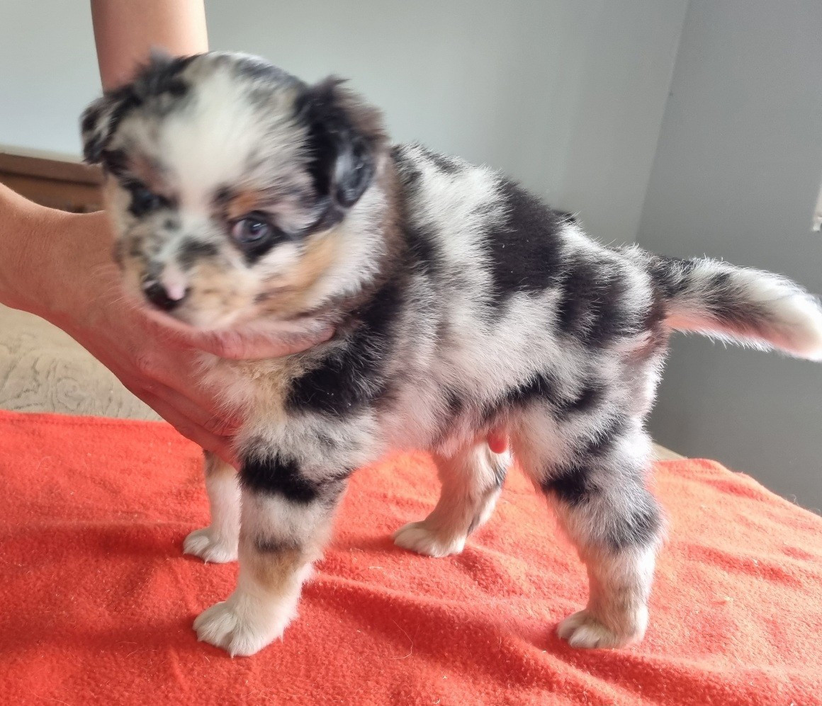 des hirondelles du voyage - Chiots disponibles - Berger Américain Miniature 