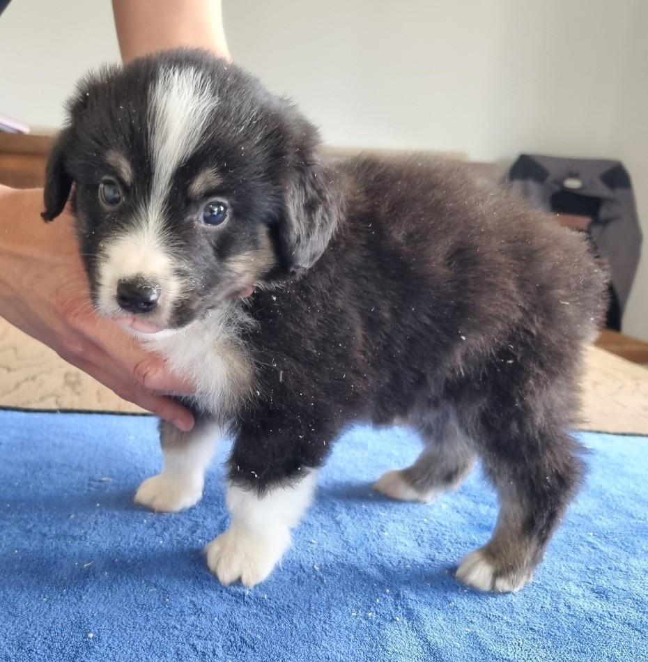 des hirondelles du voyage - Chiots disponibles - Berger Américain Miniature 