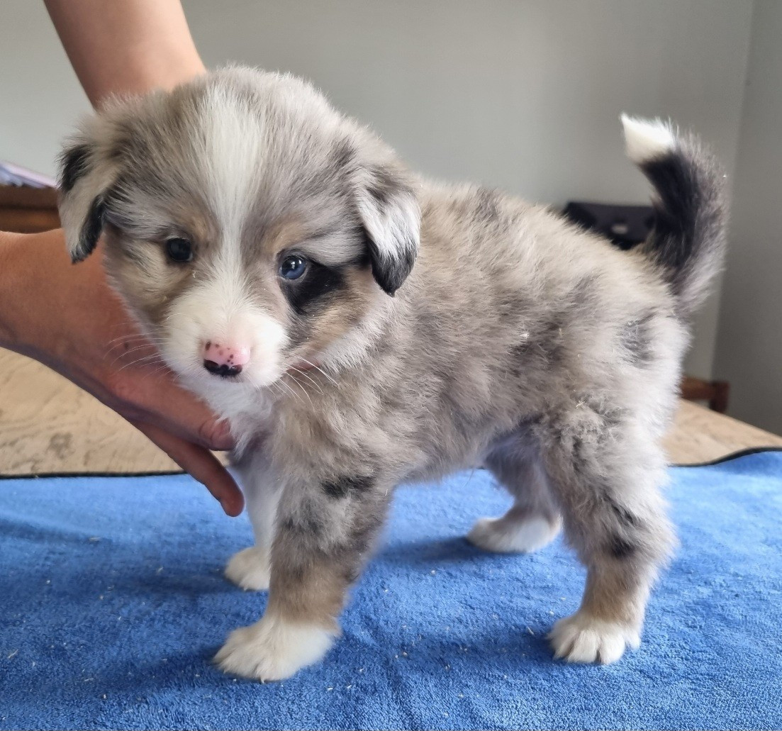 des hirondelles du voyage - Chiots disponibles - Berger Américain Miniature 