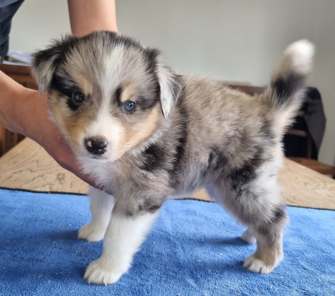 des hirondelles du voyage - Chiots disponibles - Berger Américain Miniature 