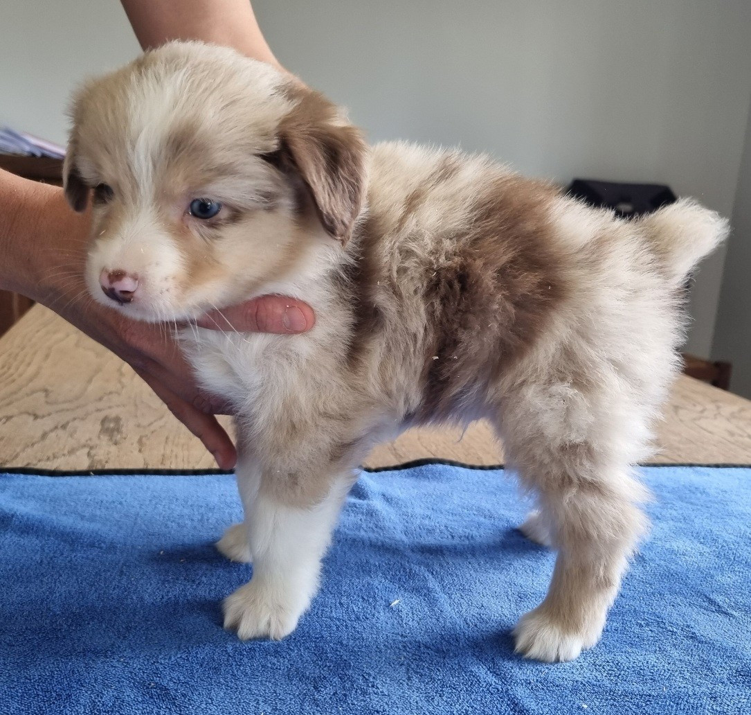 des hirondelles du voyage - Chiots disponibles - Berger Américain Miniature 