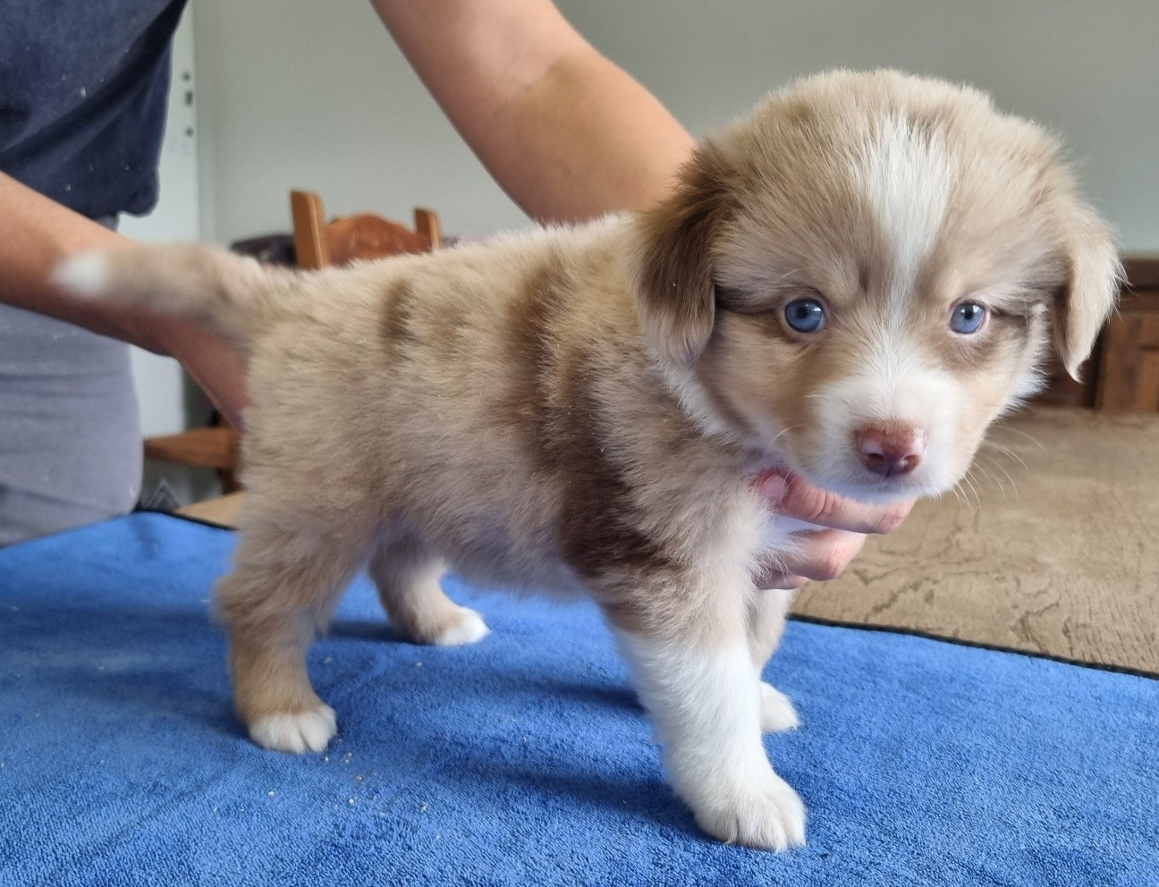 des hirondelles du voyage - Chiots disponibles - Berger Américain Miniature 