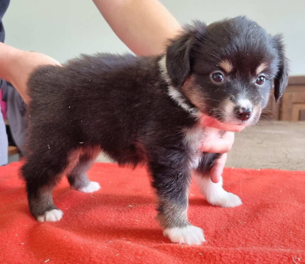 des hirondelles du voyage - Chiots disponibles - Berger Américain Miniature 