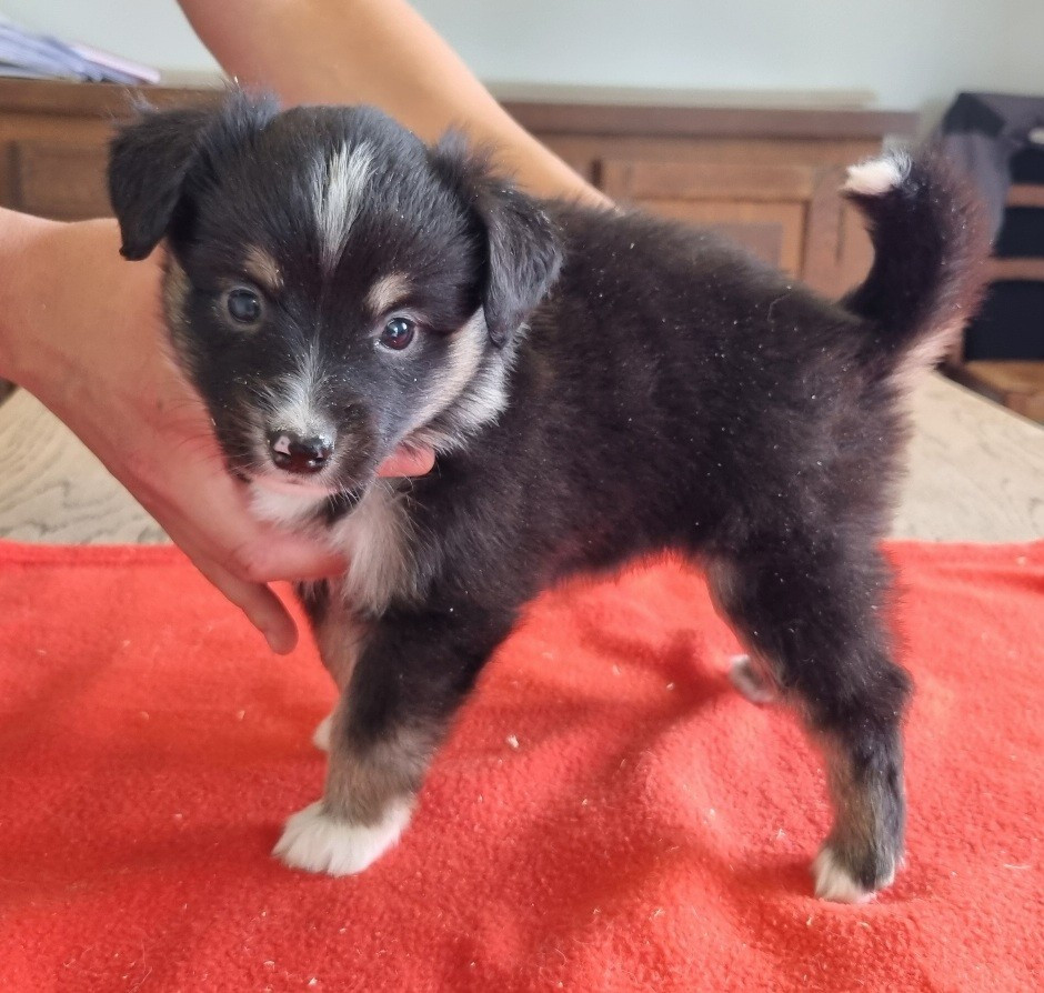 des hirondelles du voyage - Chiots disponibles - Berger Américain Miniature 