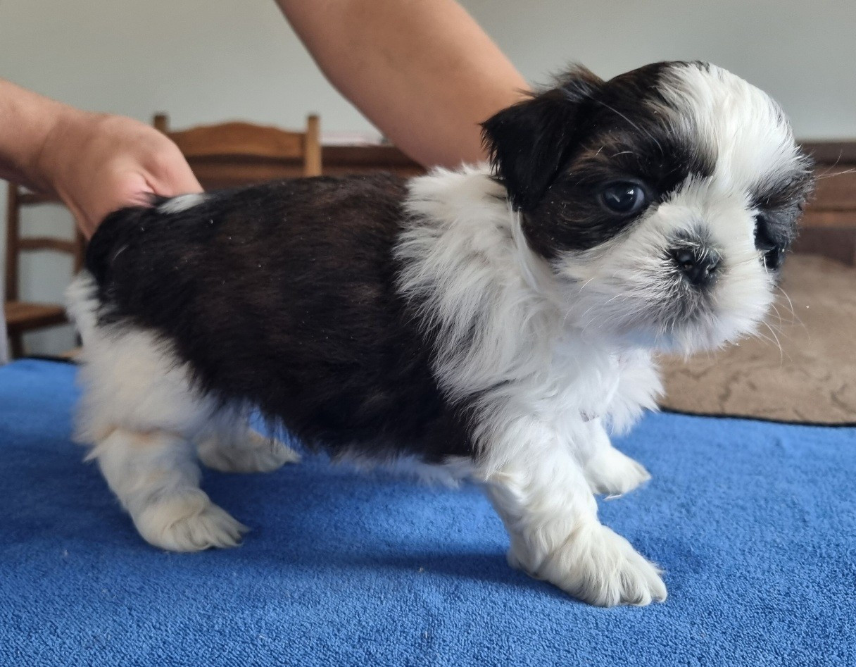 des hirondelles du voyage - Chiots disponibles - Shih Tzu