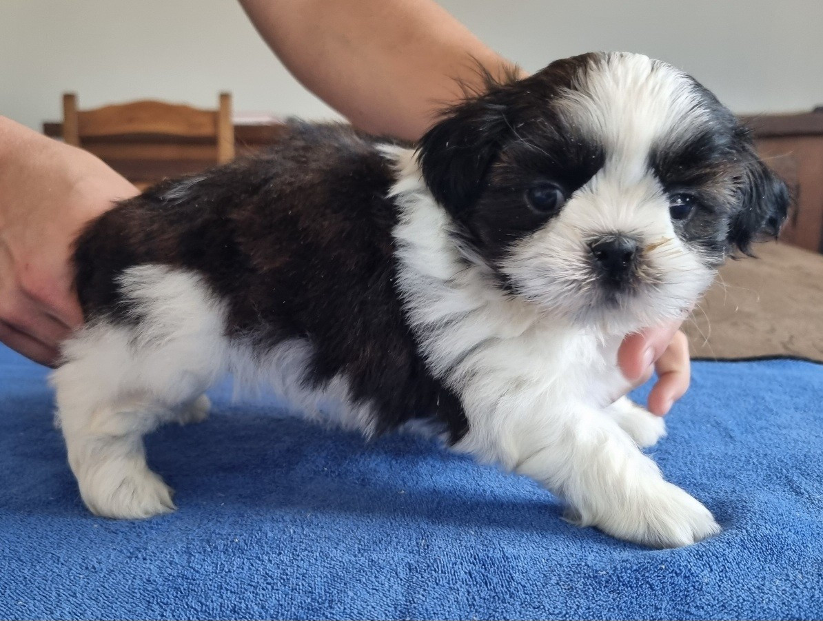 des hirondelles du voyage - Chiots disponibles - Shih Tzu