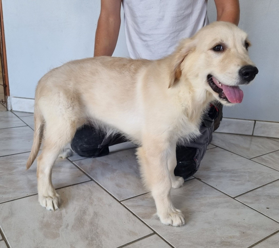 des hirondelles du voyage - Chiots disponibles - Golden Retriever