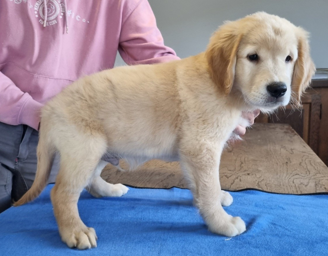 des hirondelles du voyage - Chiots disponibles - Golden Retriever