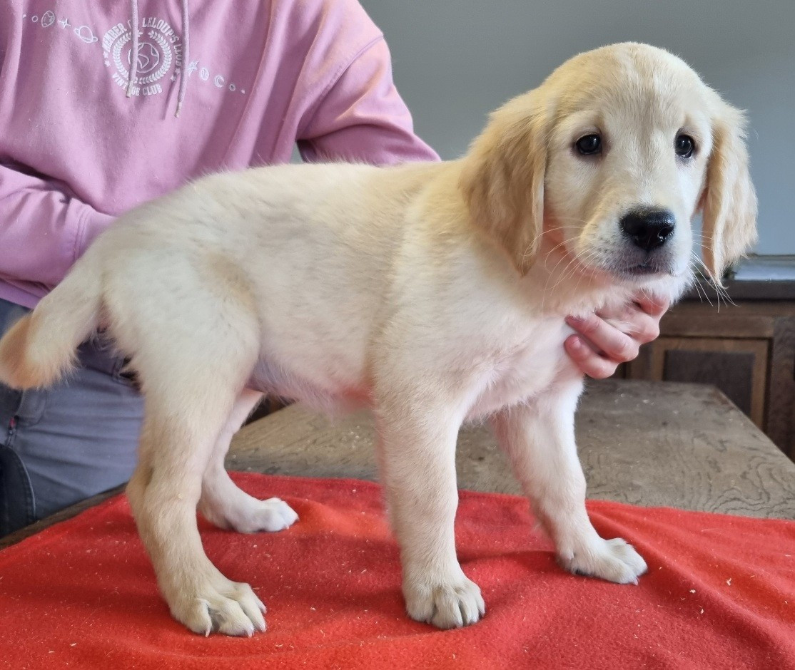des hirondelles du voyage - Chiots disponibles - Golden Retriever