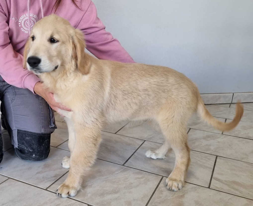 des hirondelles du voyage - Chiots disponibles - Golden Retriever