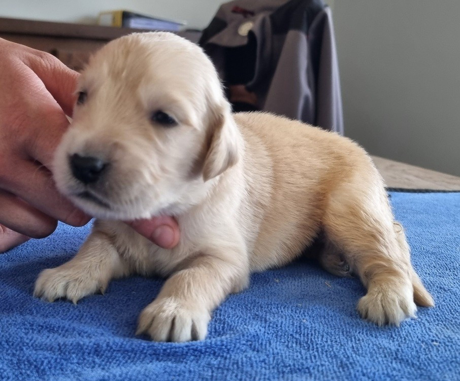 des hirondelles du voyage - Chiots disponibles - Golden Retriever
