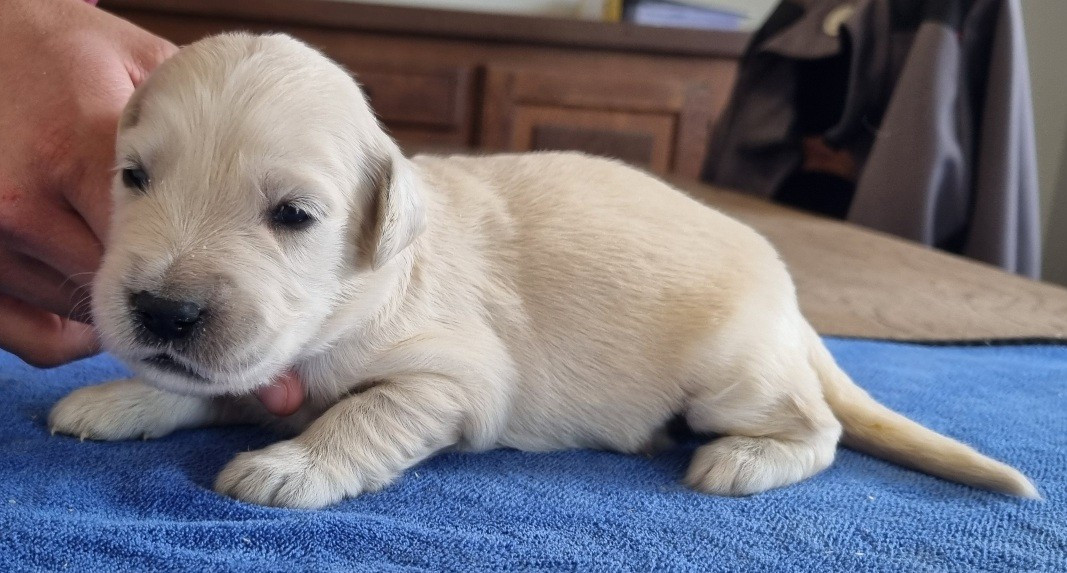 des hirondelles du voyage - Chiots disponibles - Golden Retriever