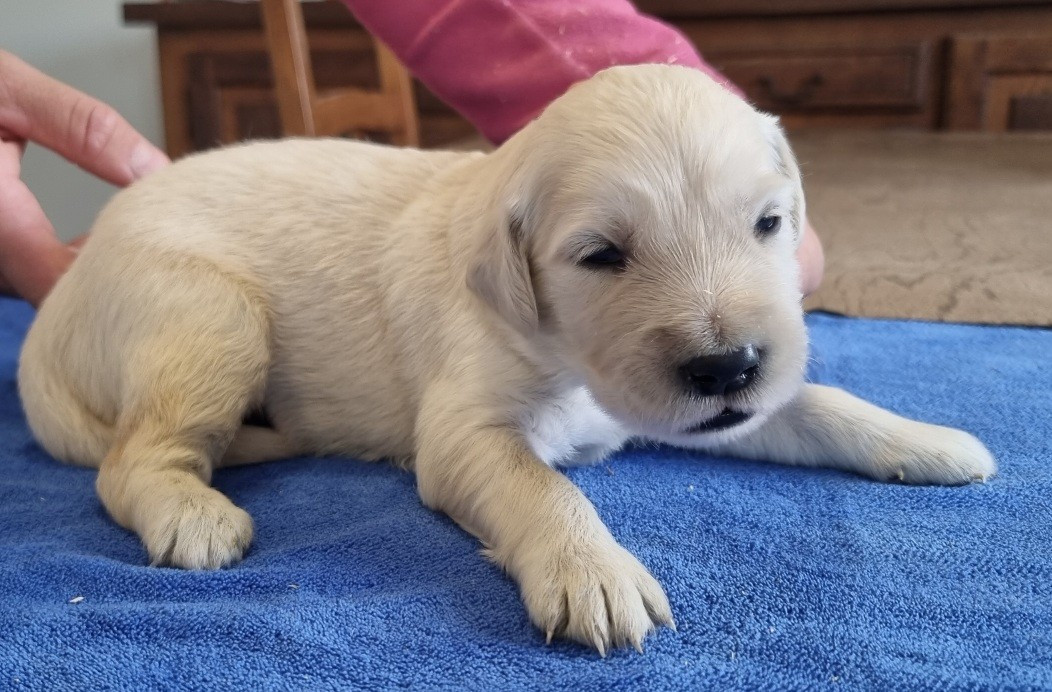 des hirondelles du voyage - Chiots disponibles - Golden Retriever