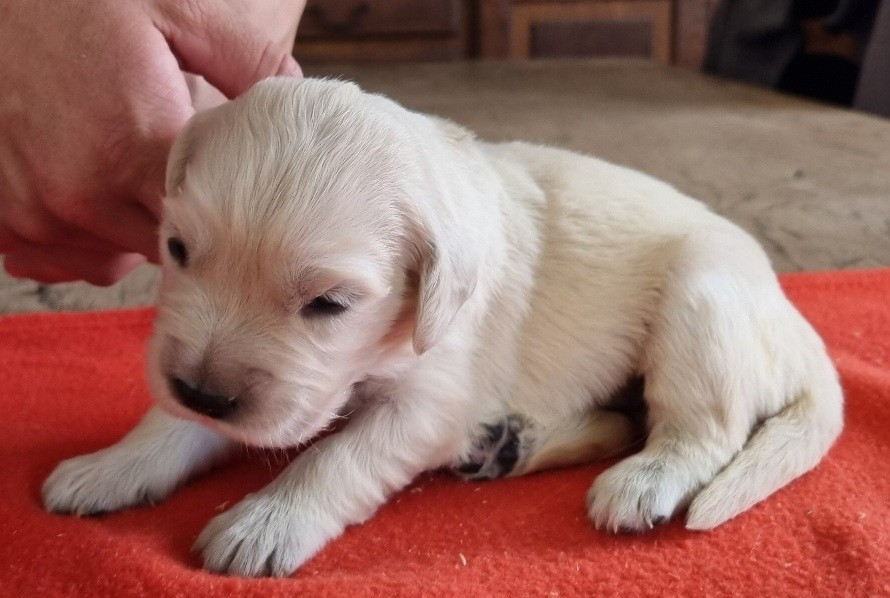 des hirondelles du voyage - Chiots disponibles - Golden Retriever