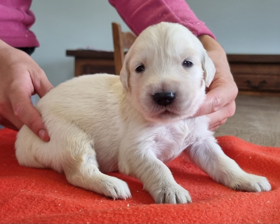 des hirondelles du voyage - Chiots disponibles - Golden Retriever