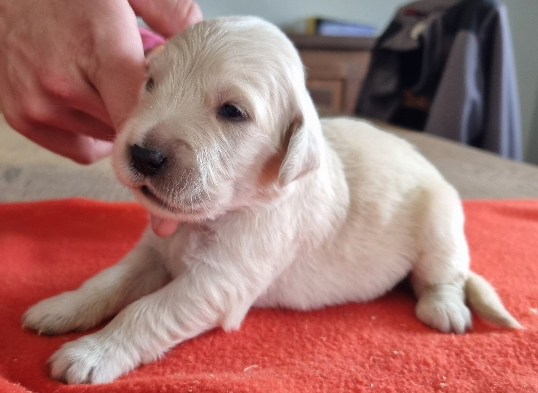 des hirondelles du voyage - Chiots disponibles - Golden Retriever