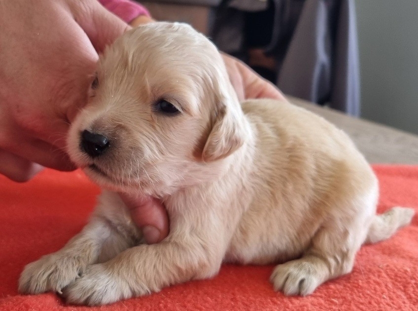 des hirondelles du voyage - Chiots disponibles - Golden Retriever