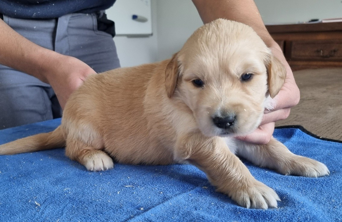 des hirondelles du voyage - Chiots disponibles - Golden Retriever