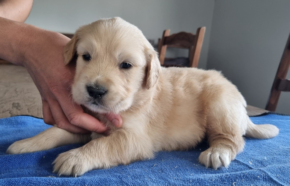 des hirondelles du voyage - Chiots disponibles - Golden Retriever