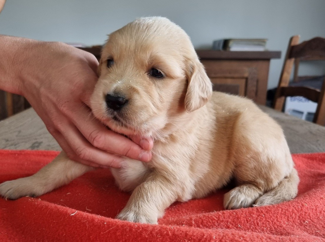 des hirondelles du voyage - Chiots disponibles - Golden Retriever