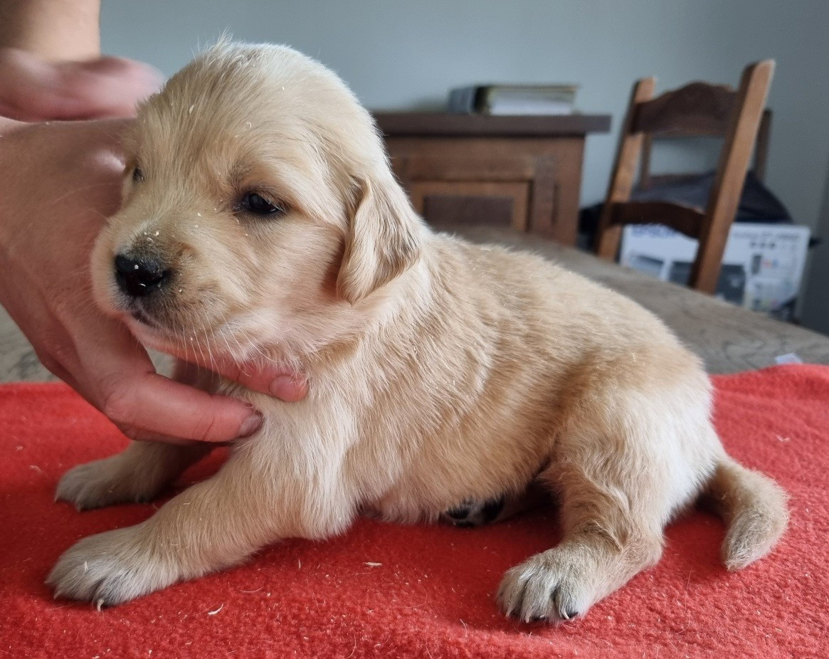 des hirondelles du voyage - Chiots disponibles - Golden Retriever