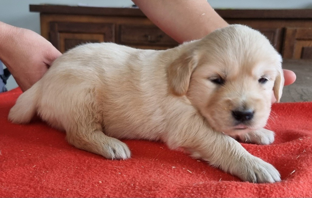 des hirondelles du voyage - Chiots disponibles - Golden Retriever