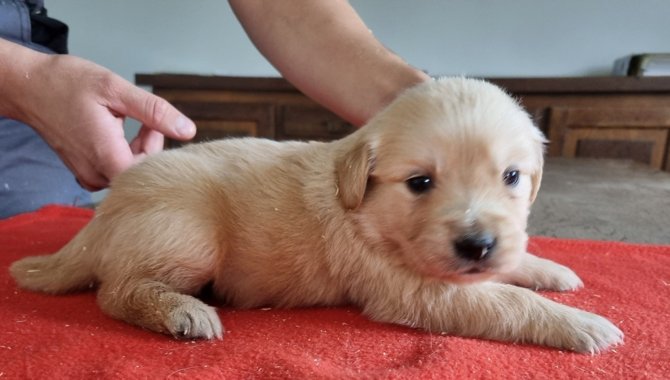 des hirondelles du voyage - Chiots disponibles - Golden Retriever