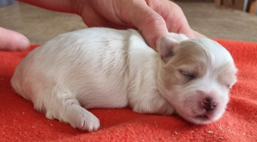 des hirondelles du voyage - Chiots disponibles - Coton de Tulear