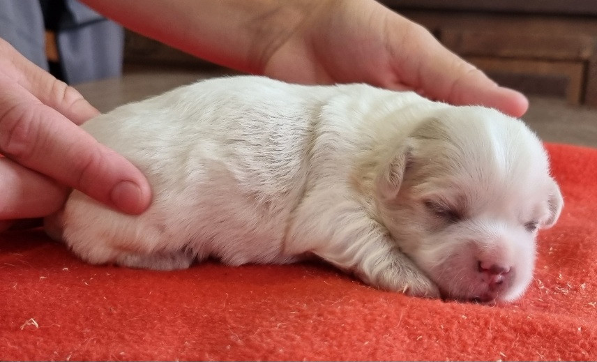 des hirondelles du voyage - Chiots disponibles - Coton de Tulear