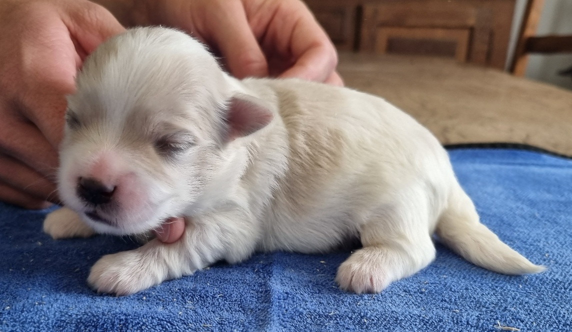 des hirondelles du voyage - Chiots disponibles - Coton de Tulear