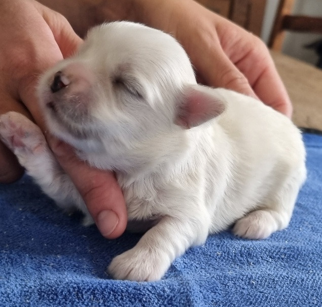 des hirondelles du voyage - Chiots disponibles - Coton de Tulear