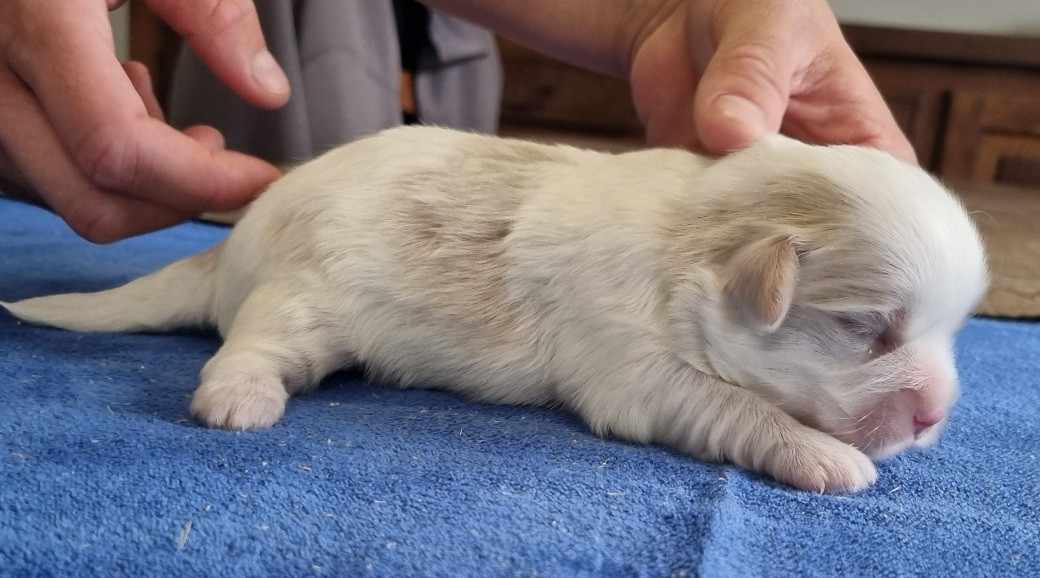 des hirondelles du voyage - Chiots disponibles - Coton de Tulear