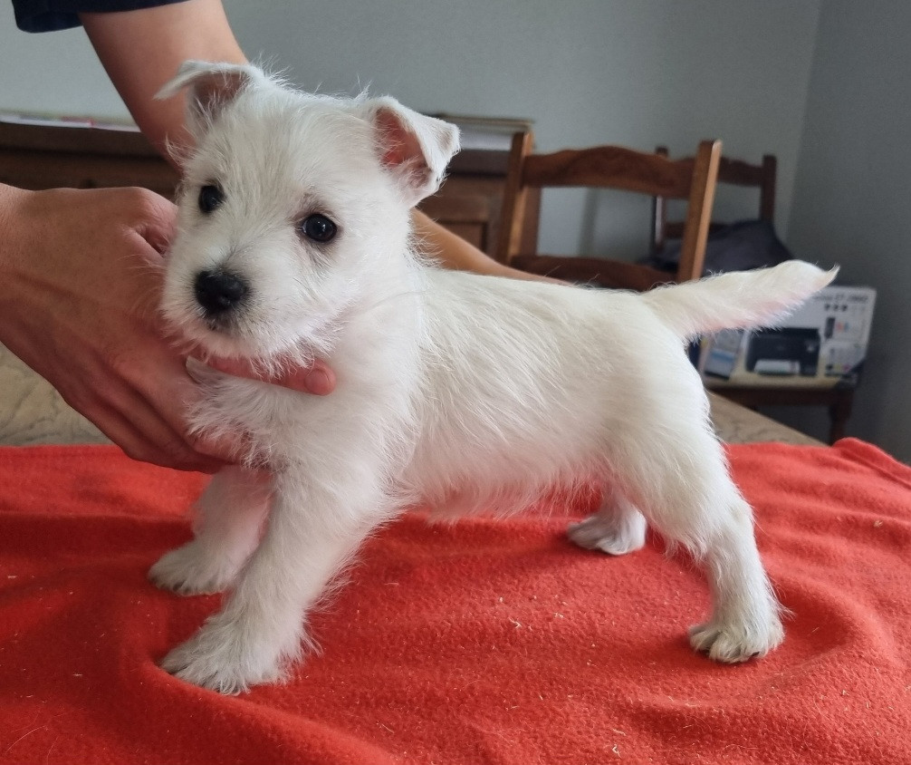 des hirondelles du voyage - Chiots disponibles - West Highland White Terrier