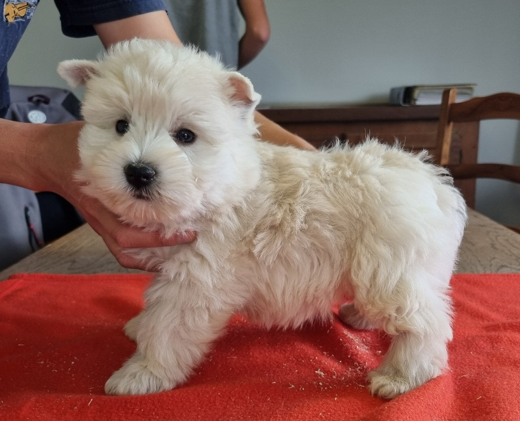 des hirondelles du voyage - Chiots disponibles - West Highland White Terrier