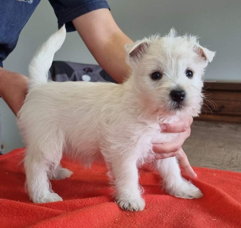 des hirondelles du voyage - Chiots disponibles - West Highland White Terrier