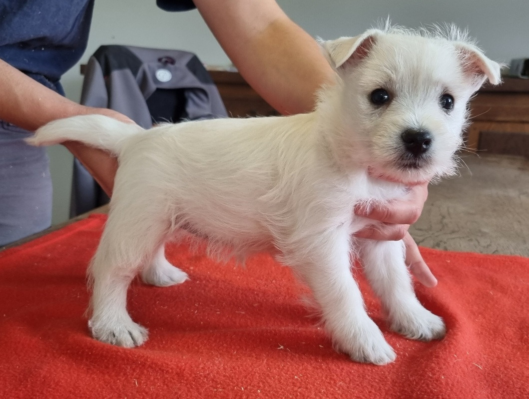 des hirondelles du voyage - Chiots disponibles - West Highland White Terrier