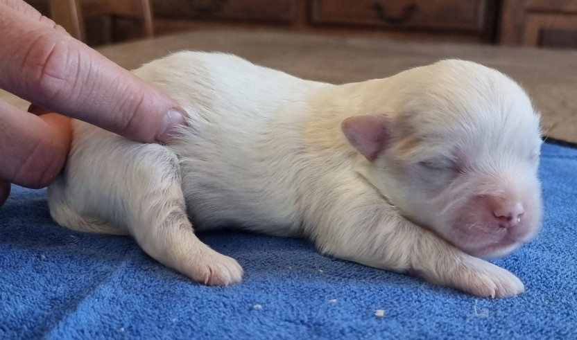 des hirondelles du voyage - Chiots disponibles - Coton de Tulear