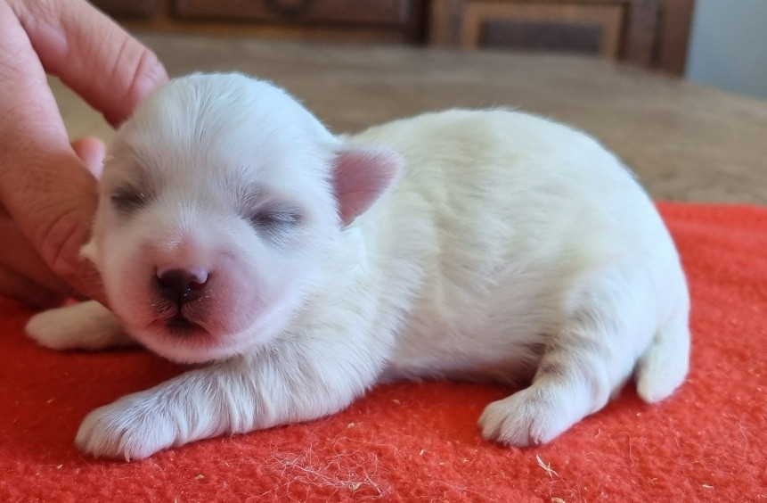 des hirondelles du voyage - Chiots disponibles - Coton de Tulear